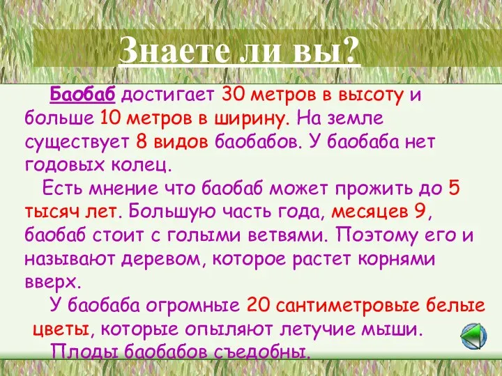 Баобаб достигает 30 метров в высоту и больше 10 метров в ширину.