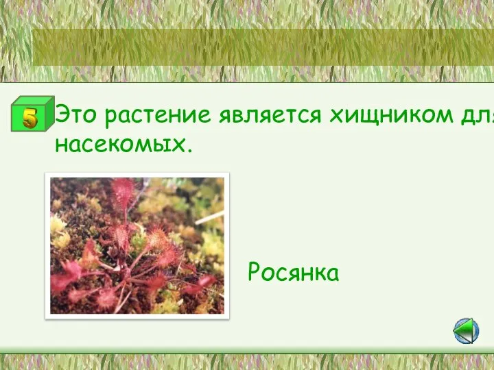 Станция «Самые-самые» Это растение является хищником для насекомых. Росянка