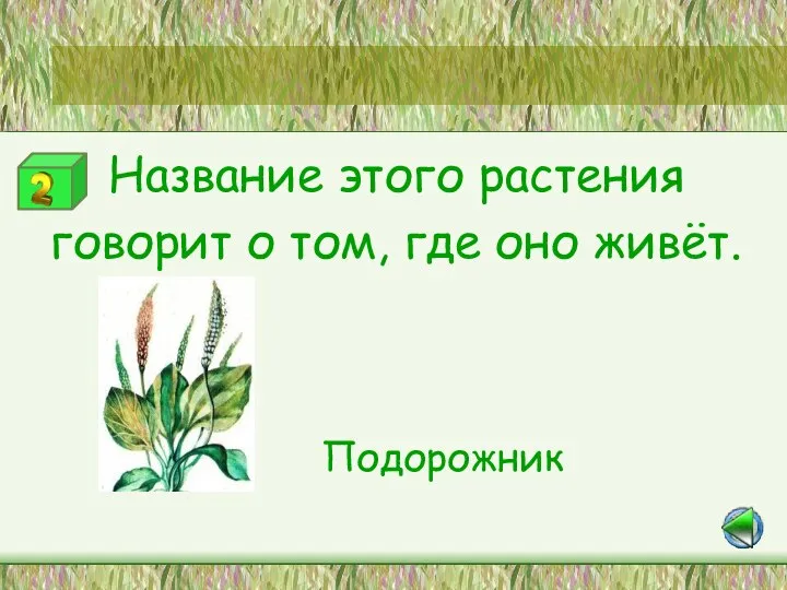 Название этого растения говорит о том, где оно живёт. Подорожник Станция «Лесная аптека»