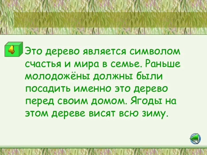 Станция «Это интересно» Это дерево является символом счастья и мира в семье.