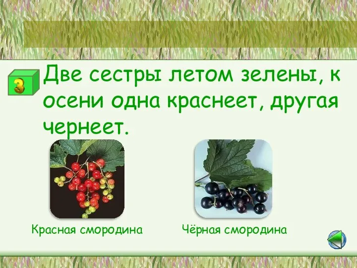 Станция «Лесная аптека» Две сестры летом зелены, к осени одна краснеет, другая