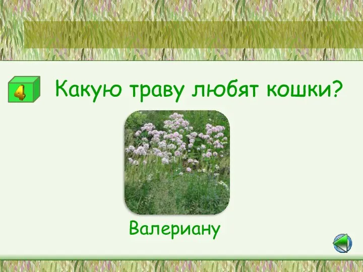 Станция «Лесная аптека» Какую траву любят кошки? Валериану