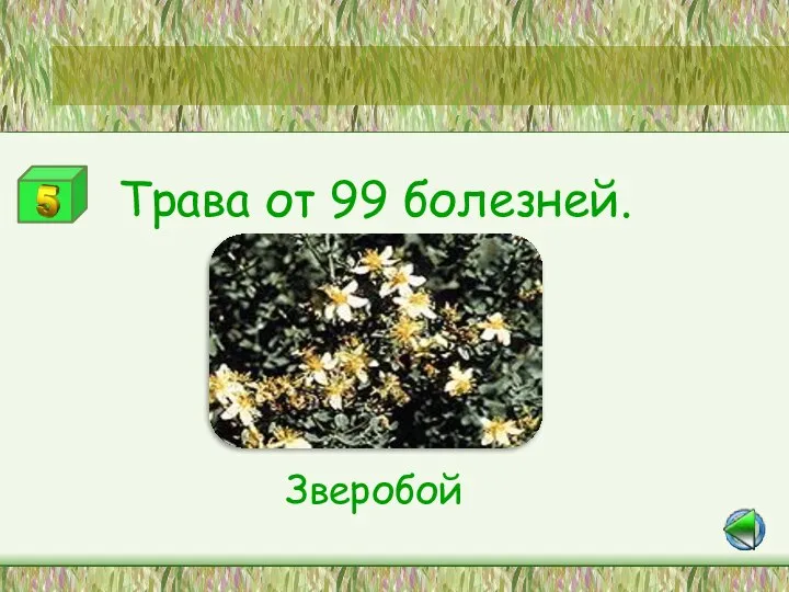 Станция «Лесная аптека» Трава от 99 болезней. Зверобой