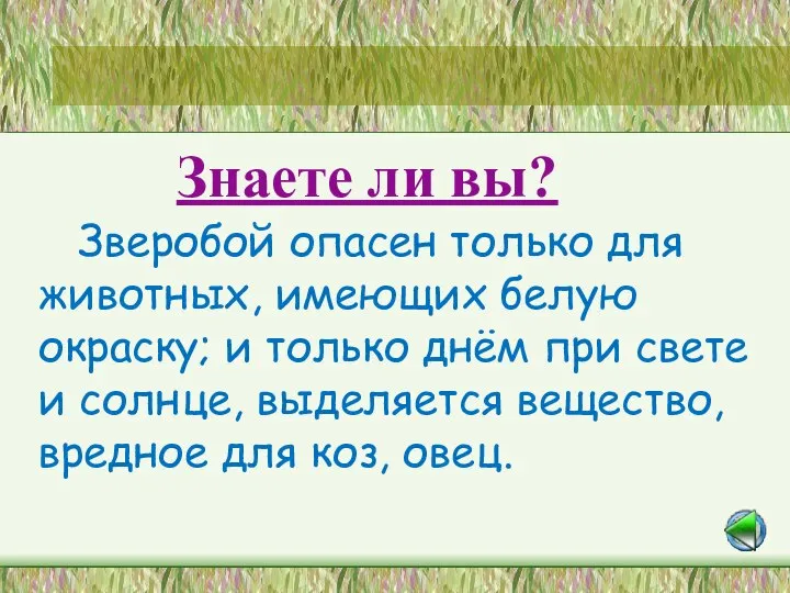 Станция «Лесная аптека» Знаете ли вы? Зверобой опасен только для животных, имеющих