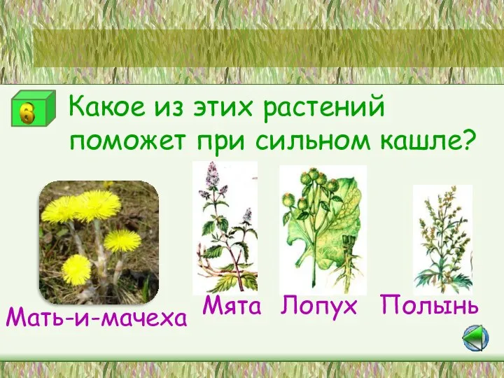 Мята Лопух Полынь Мать-и-мачеха Станция «Лесная аптека» Какое из этих растений поможет при сильном кашле?