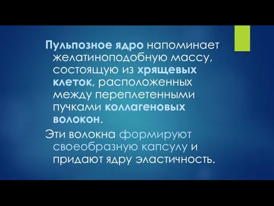 Пульпозное ядро напоминает желатиноподобную массу, состоящую из хрящевых клеток, расположенных между переплетенными