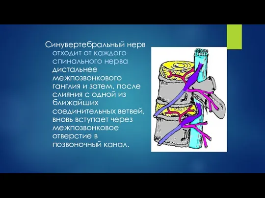 Синувертебральный нерв отходит от каждого спинального нерва дистальнее межпозвонкового ганглия и затем,