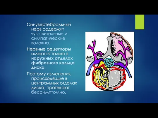 Синувертебральный нерв содержит чувствительные и симпатические волокна. Нервные рецепторы имеются только в