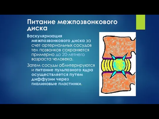 Питание межпозвонкового диска Васкуляризация межпозвонкового диска за счет артериальных сосудов тел позвонков