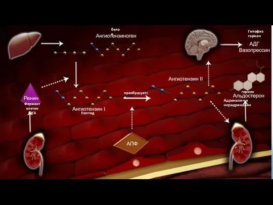 белок Фермент клетки ЮГА преобразуется Пептид гормон Гипофиз гормон Адреналин и норадреналин