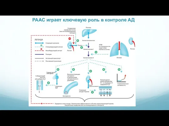 РААС играет ключевую роль в контроле АД