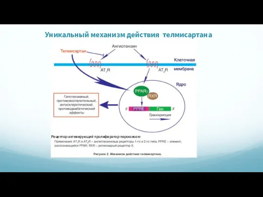 Уникальный механизм действия телмисартана Рецептор-активирующий пролифератор пероксисом