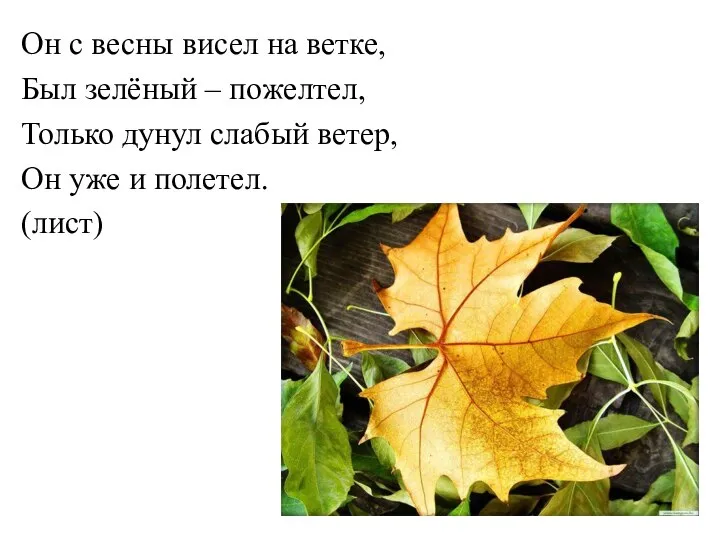 Он с весны висел на ветке, Был зелёный – пожелтел, Только дунул