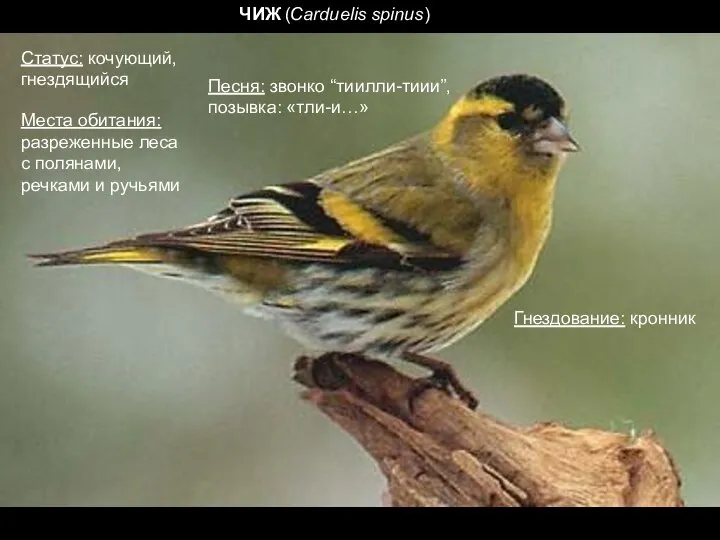 ЧИЖ (Carduelis spinus) Песня: звонко “тиилли-тиии”, позывка: «тли-и…» Места обитания: разреженные леса