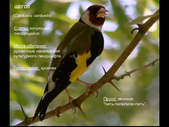 ЩЕГОЛ (Carduelis carduelis) Места обитания: древесные насаждения культурного ландшафта Песня: звонкое “пить-пилипили-пить”.