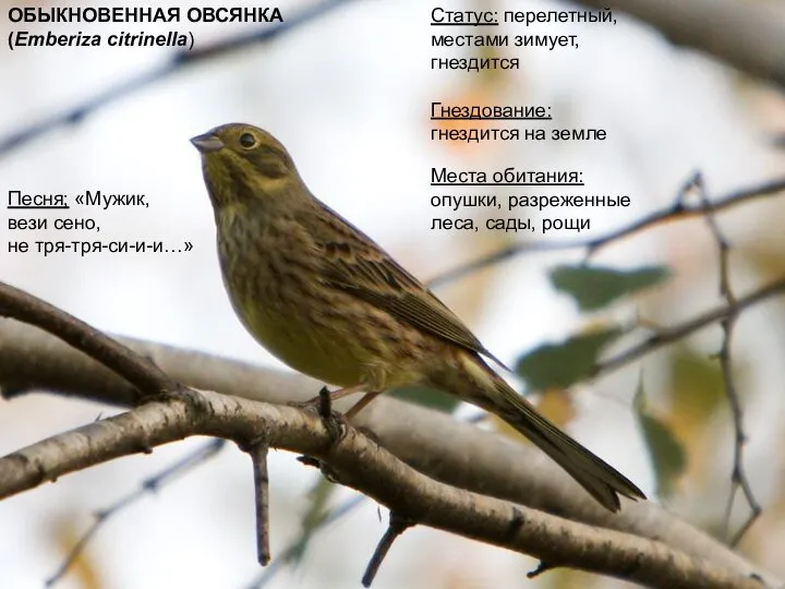 ОБЫКНОВЕННАЯ ОВСЯНКА (Emberiza citrinella) Статус: перелетный, местами зимует, гнездится Гнездование: гнездится на