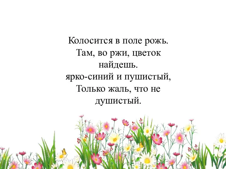 Колосится в поле рожь. Там, во ржи, цветок найдешь. ярко-синий и пушистый,