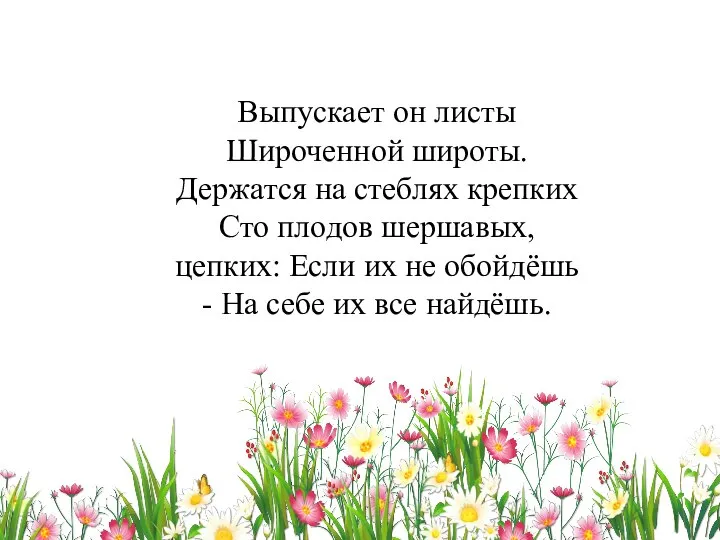 Выпускает он листы Широченной широты. Держатся на стеблях крепких Сто плодов шершавых,