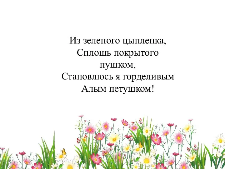 Из зеленого цыпленка, Сплошь покрытого пушком, Становлюсь я горделивым Алым петушком!