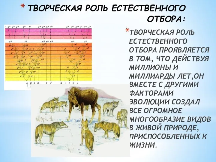 ТВОРЧЕСКАЯ РОЛЬ ЕСТЕСТВЕННОГО ОТБОРА: ТВОРЧЕСКАЯ РОЛЬ ЕСТЕСТВЕННОГО ОТБОРА ПРОЯВЛЯЕТСЯ В ТОМ, ЧТО