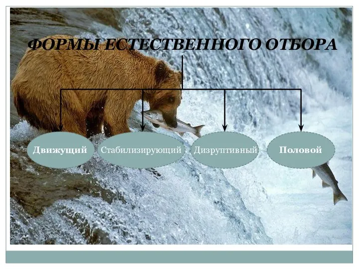 ФОРМЫ ЕСТЕСТВЕННОГО ОТБОРА Движущий Стабилизирующий Дизруптивный Половой