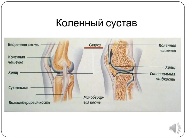 Коленный сустав