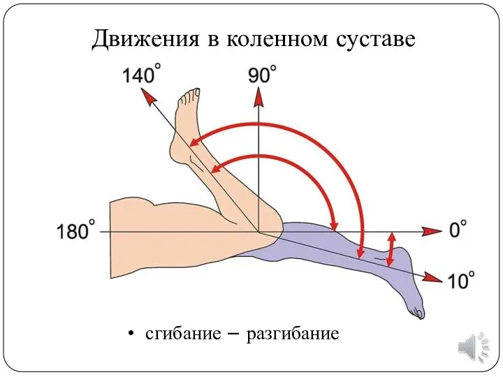 сгибание – разгибание Движения в коленном суставе