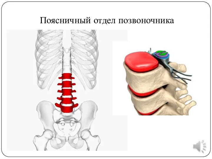 Поясничный отдел позвоночника