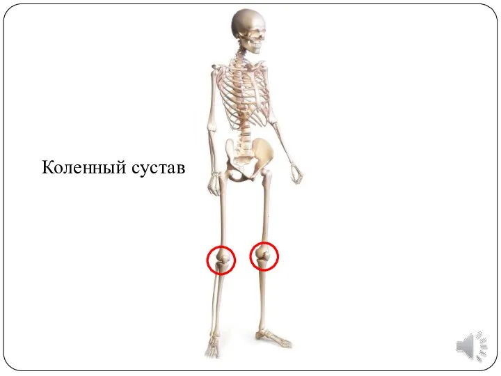 Коленный сустав