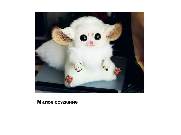 Милое создание