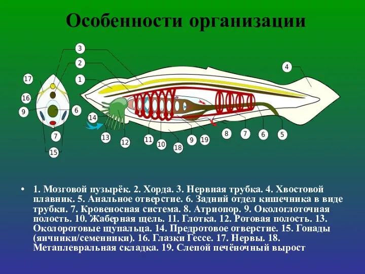 Особенности организации 1. Мозговой пузырёк. 2. Хорда. 3. Нервная трубка. 4. Хвостовой