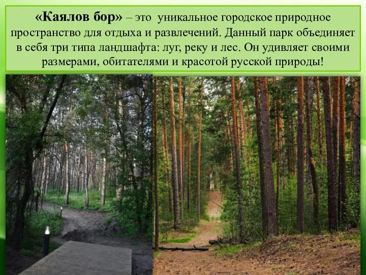 «Каялов бор» – это уникальное городское природное пространство для отдыха и развлечений.