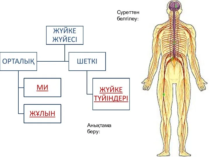 Анықтама беру: Суреттен белгілеу: