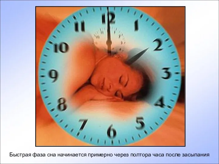 Быстрая фаза сна начинается примерно через полтора часа после засыпания