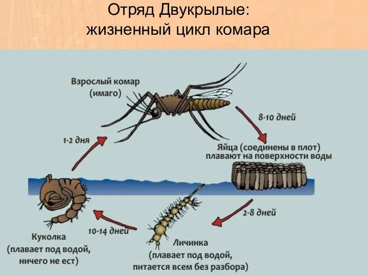 Отряд Двукрылые: жизненный цикл комара