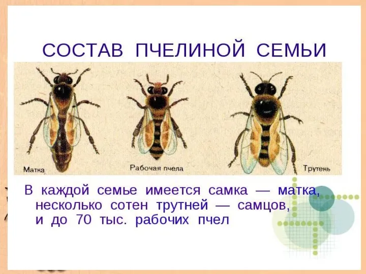 Пчелиная семья