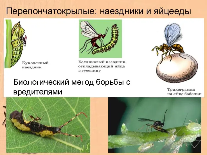 Перепончатокрылые: наездники и яйцееды Биологический метод борьбы с вредителями