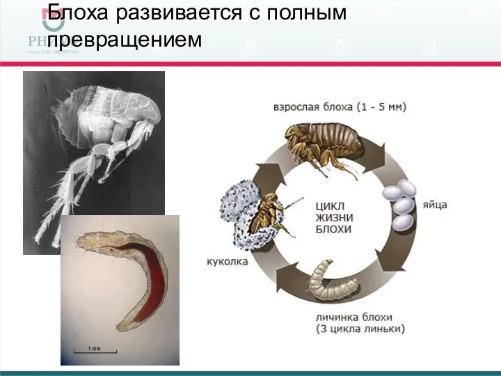 Блоха развивается с полным превращением