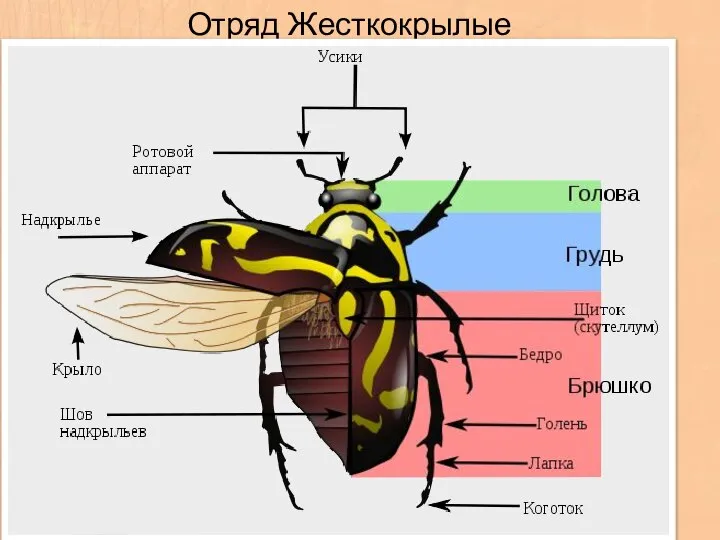 Отряд Жесткокрылые