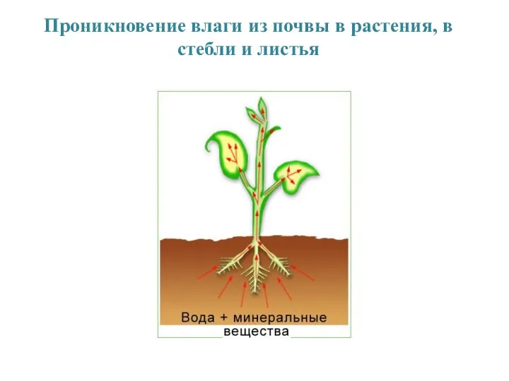 Проникновение влаги из почвы в растения, в стебли и листья