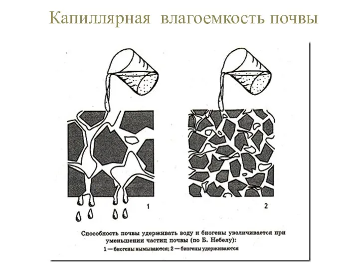 Капиллярная влагоемкость почвы