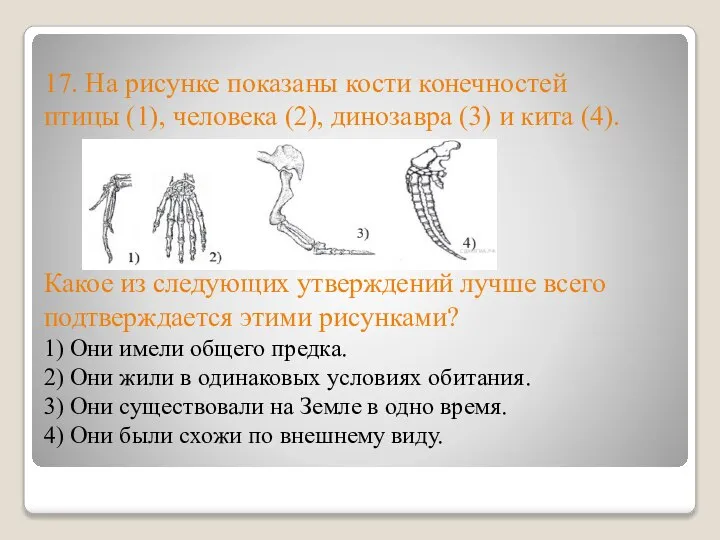 17. На рисунке показаны кости конечностей птицы (1), человека (2), динозавра (3)