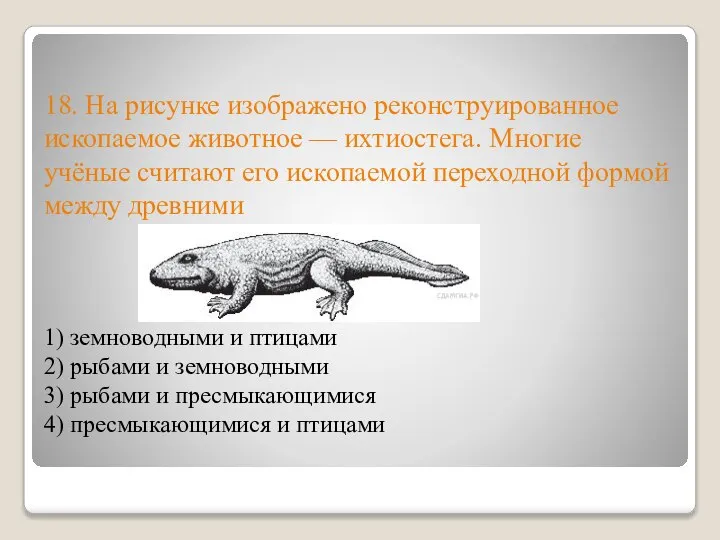 18. На рисунке изображено реконструированное ископаемое животное — ихтиостега. Многие учёные считают