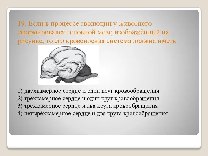 19. Если в процессе эволюции у животного сформировался головной мозг, изображённый на