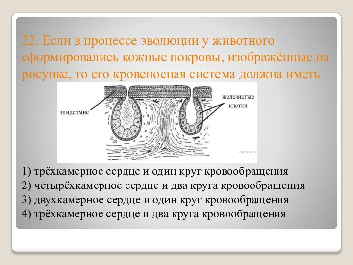 22. Если в процессе эволюции у животного сформировались кожные покровы, изображённые на