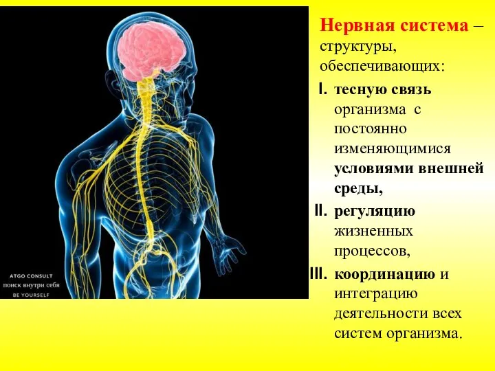 Нервная система –структуры, обеспечивающих: тесную связь организма с постоянно изменяющимися условиями внешней