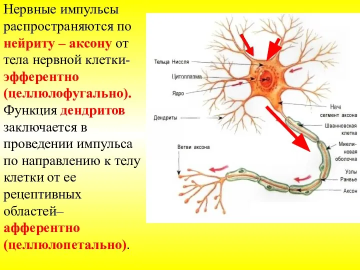 Нервные импульсы распространяются по нейриту – аксону от тела нервной клетки- эфферентно