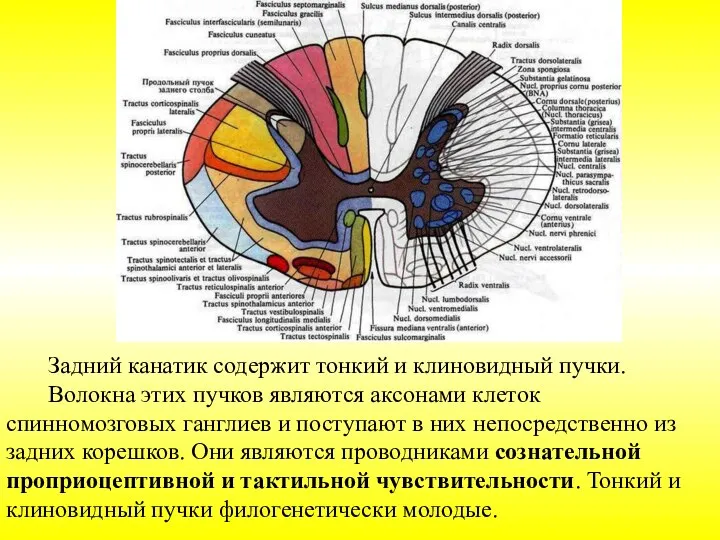 Задний канатик содержит тонкий и клиновидный пучки. Волокна этих пучков являются аксонами