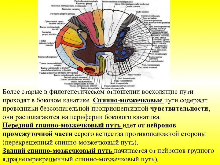 Более старые в филогенетическом отношении восходящие пути проходят в боковом канатике. Спинно-мозжечковые