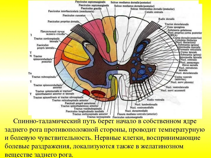 Спинно-таламический путь берет начало в собственном ядре заднего рога противоположной стороны, проводит